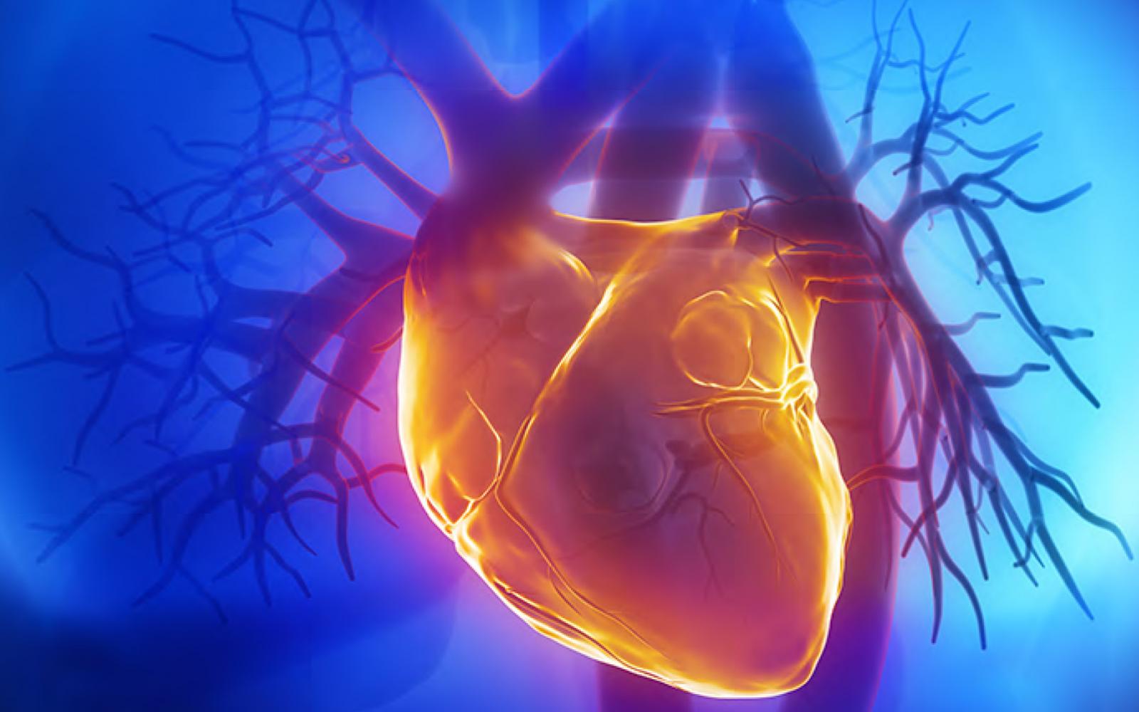 Сердечная сосудистая недостаточность шок. Кт-коронарография сердца. Сосуды сердца. Сердечно сосудистая система сердце.